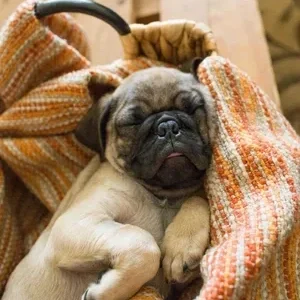 Fall Seasonal Ready-to-Use Stock Photos