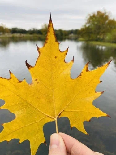 Stock+Photo+Yellow+Maple+Leaf+(1).webp