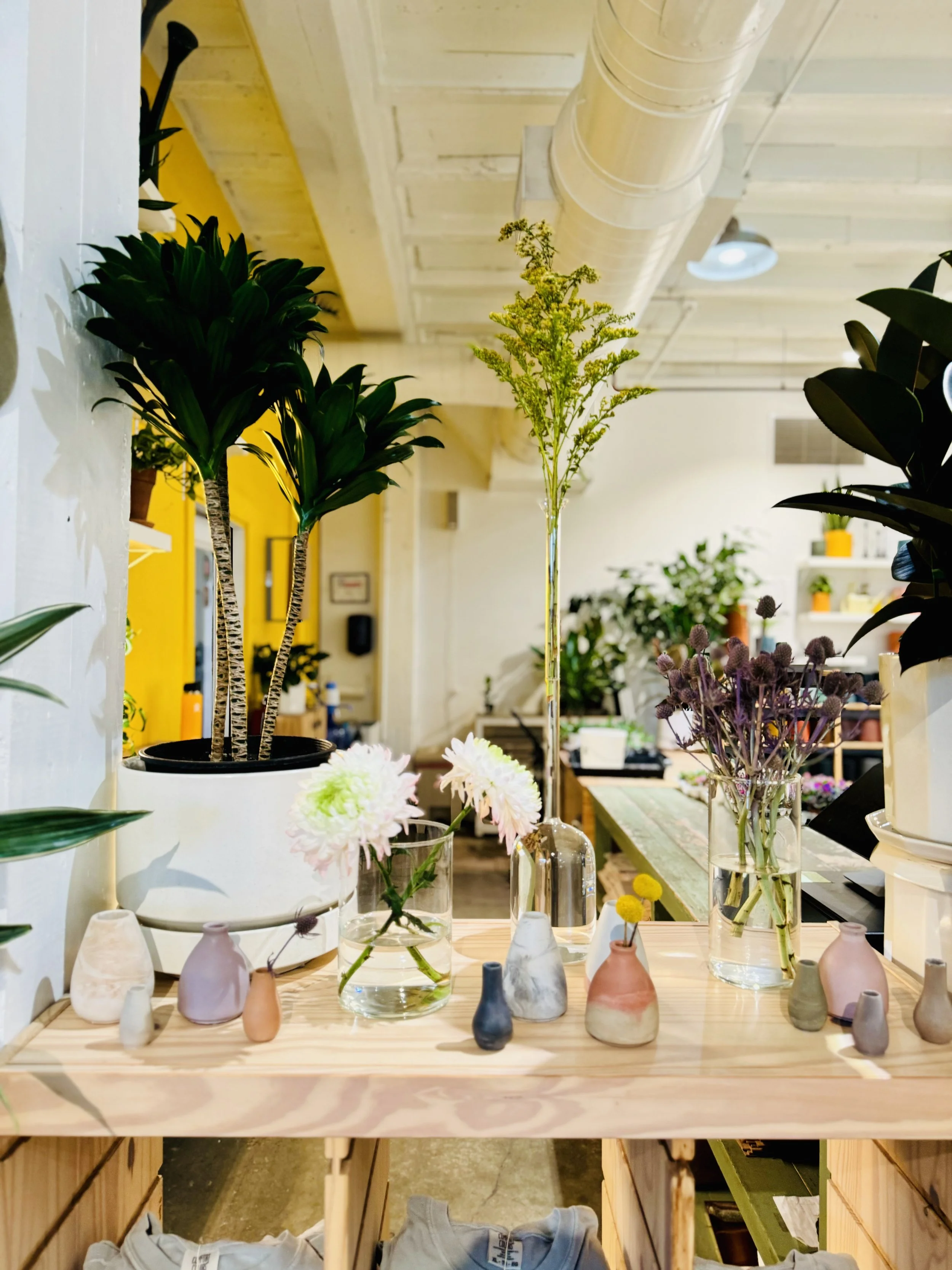 Stock Photo Boutique Plants.jpeg