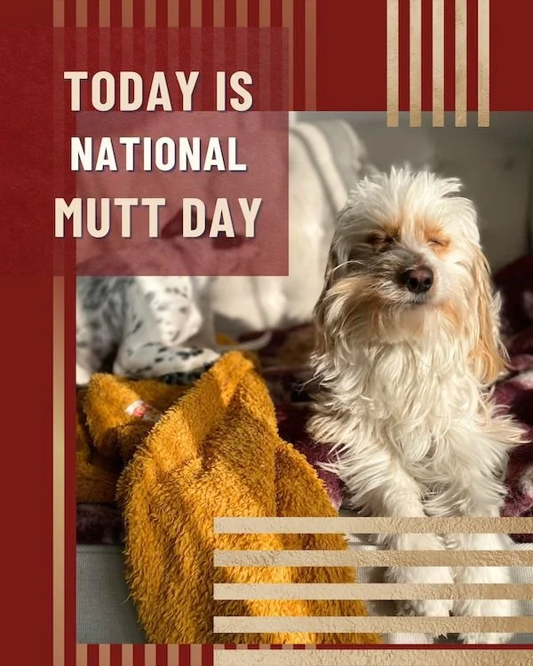 CA6113-December Mutt Day 1.jpg