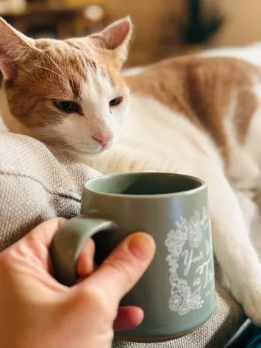 Stock+Photo+Cat+Coffee.webp