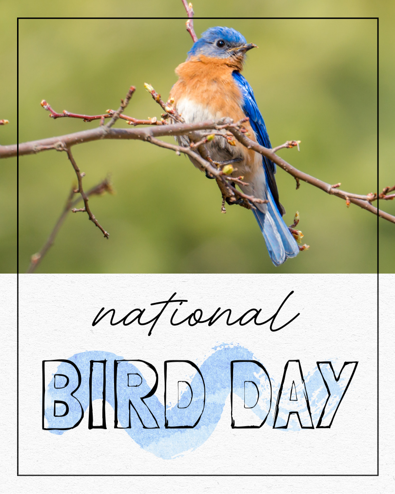 CAIG6851-January National Bird Day.png