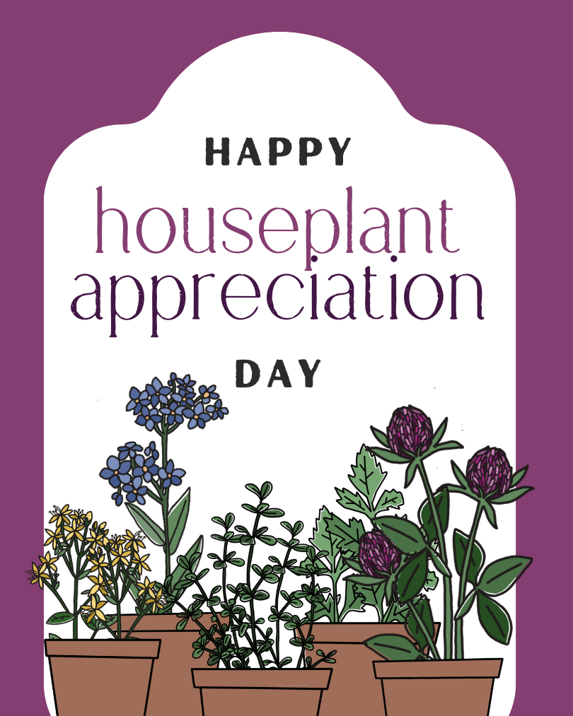 NTL HOUSEPLANT APPRECIATION DAY + NTL OATMEAL MONTH