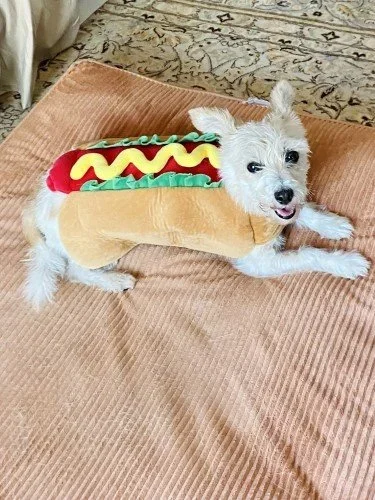 Stock+Photo+Dog+Costume+Hot+Dog+(6).webp