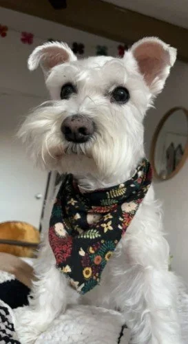 NTL DRESS UP YOUR PET DAY + REMINDERS