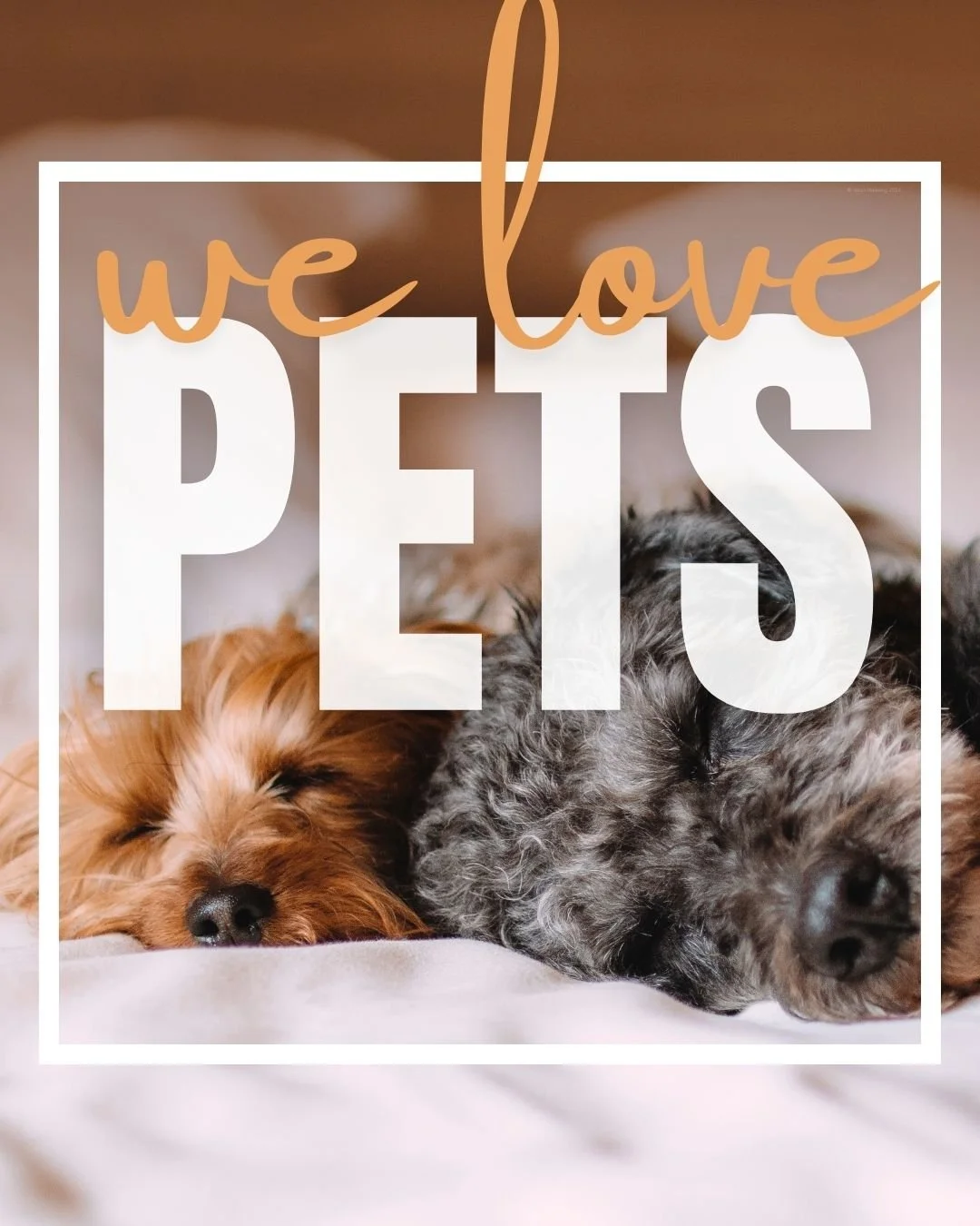 CAIG3711-Cuddly Love Pets.jpg