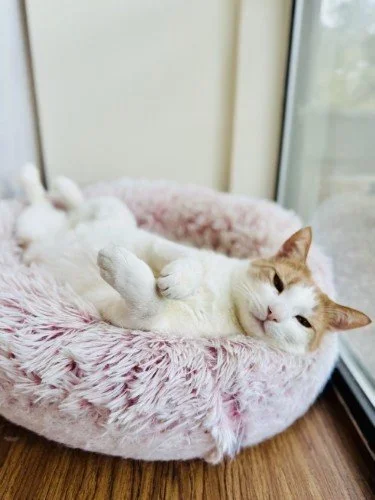 AMENITIES + PET-FRIENDLY