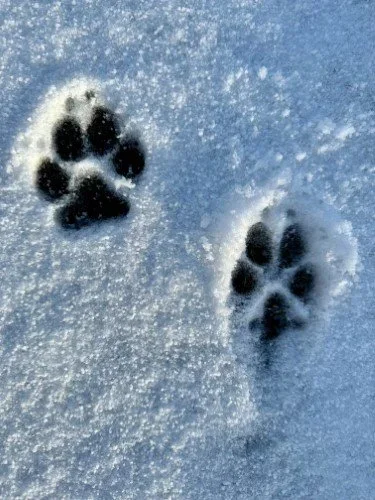 Stock+Photo+Snow+Paw+Prints+(2).webp