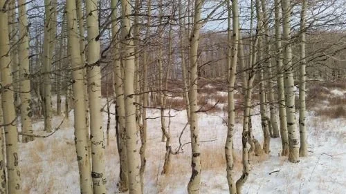 Stock+Photo+Snow+BIrch+Trees+(2).webp