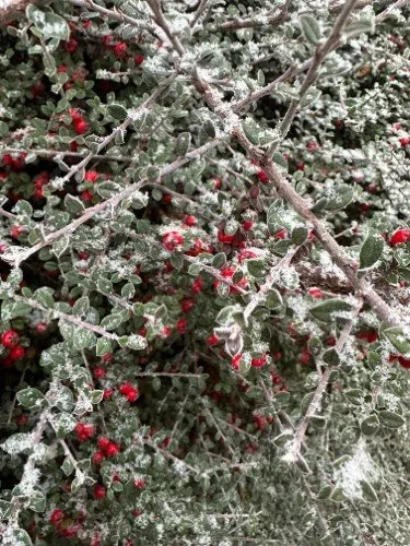 Stock+Photo+Snow+Dusting+Red+Berries+(2).webp
