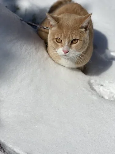 Stock+Photo+Cat+Snow.webp