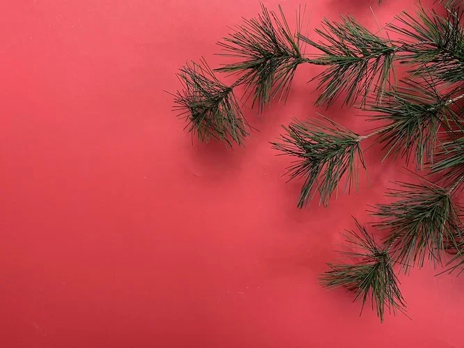 Stock+Photo+Winter+Red+Pine+Tabletop+Background.webp