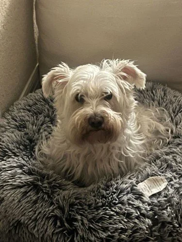Stock+Photo+Westie+Plush+Bed.webp