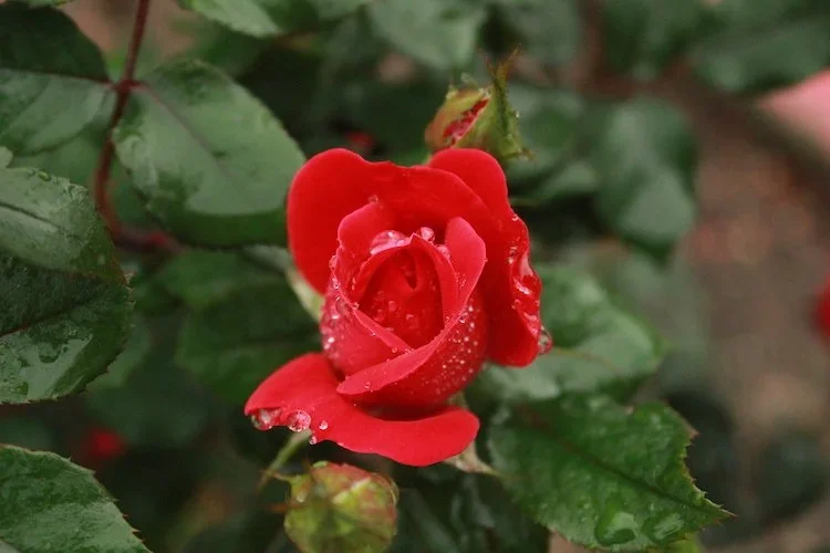 Stock+Photo+Rose+Bush+Droplets+1.webp