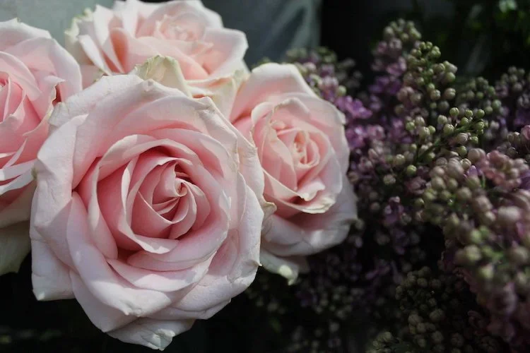 Stock+Photo+Pink+Roses.webp