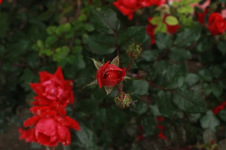Stock+Photo+Rose+Bush+Bud+Droplets.webp