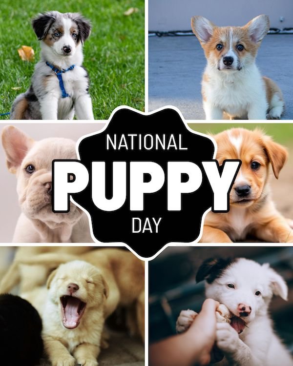 CAIG7193-March Nat'l Puppy Day 1.jpg