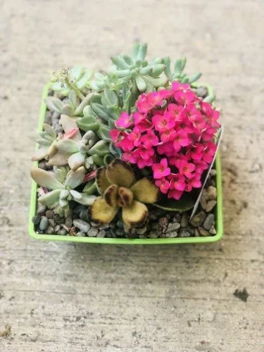 Stock+Photo+Pink+Succulents.webp