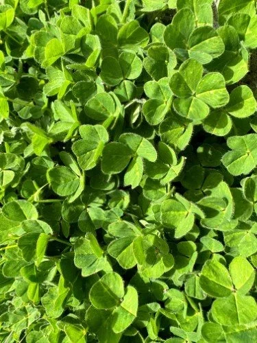 Stock+Photo+Clover.webp