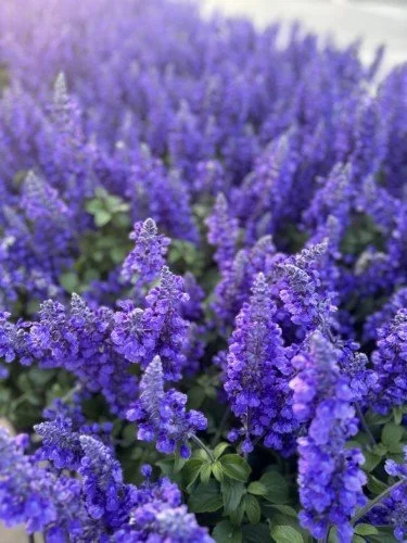 Stock+Photo+Blue+Salvia.webp