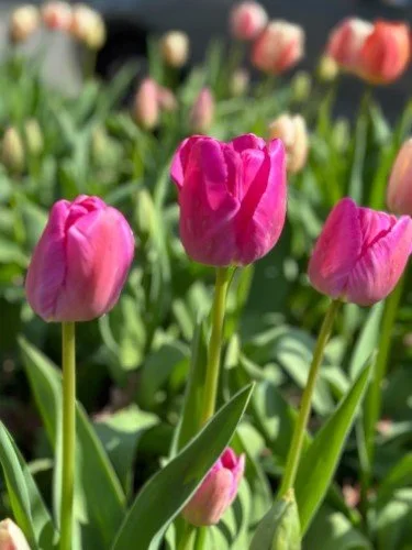 Stock+Photo+Pink+Tulips.webp