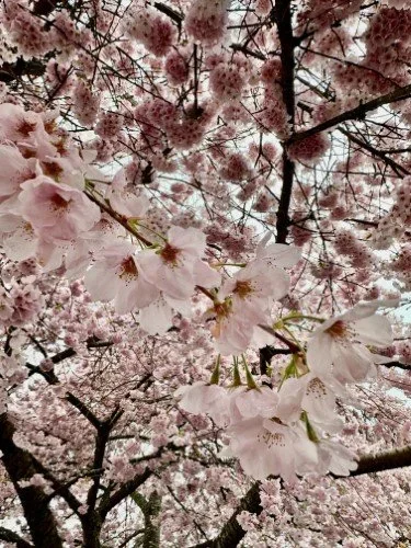 Stock+Photo+Cherry+Blossoms.webp