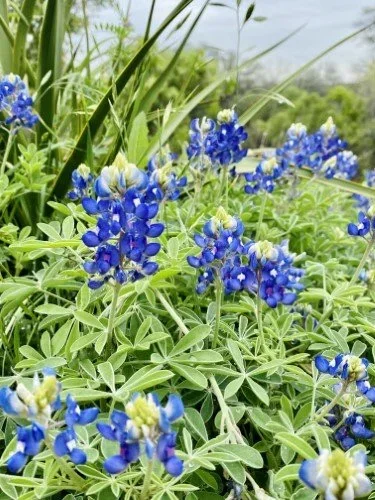 Stock+Photo+Bluebonnets.webp