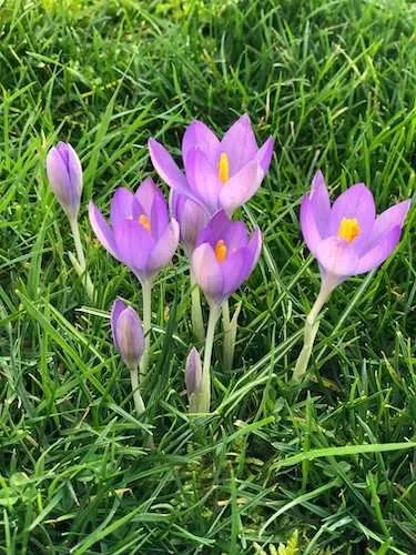 Stock+Photo+Crocus+Flowers.webp