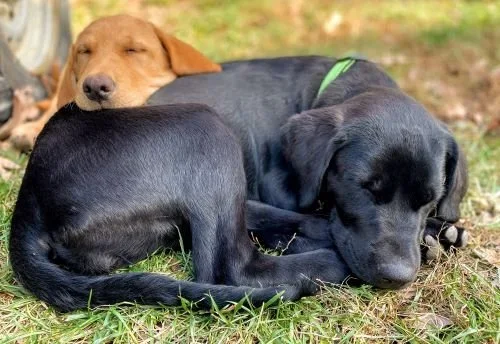 Stock+Photo+Puppies+Snuggle.webp