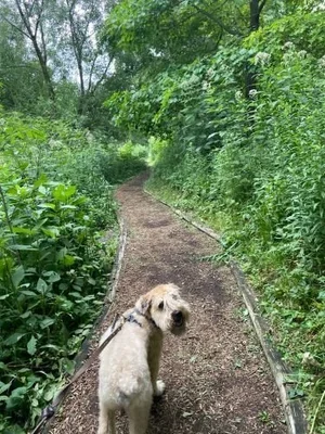 Stock+Photo+Dog+Trail+5.webp