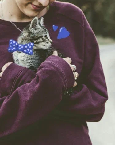 Stock+Photo+Bowtie+Kitten.webp