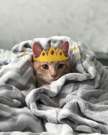 Stock+Photo+Crowned+Cat.webp