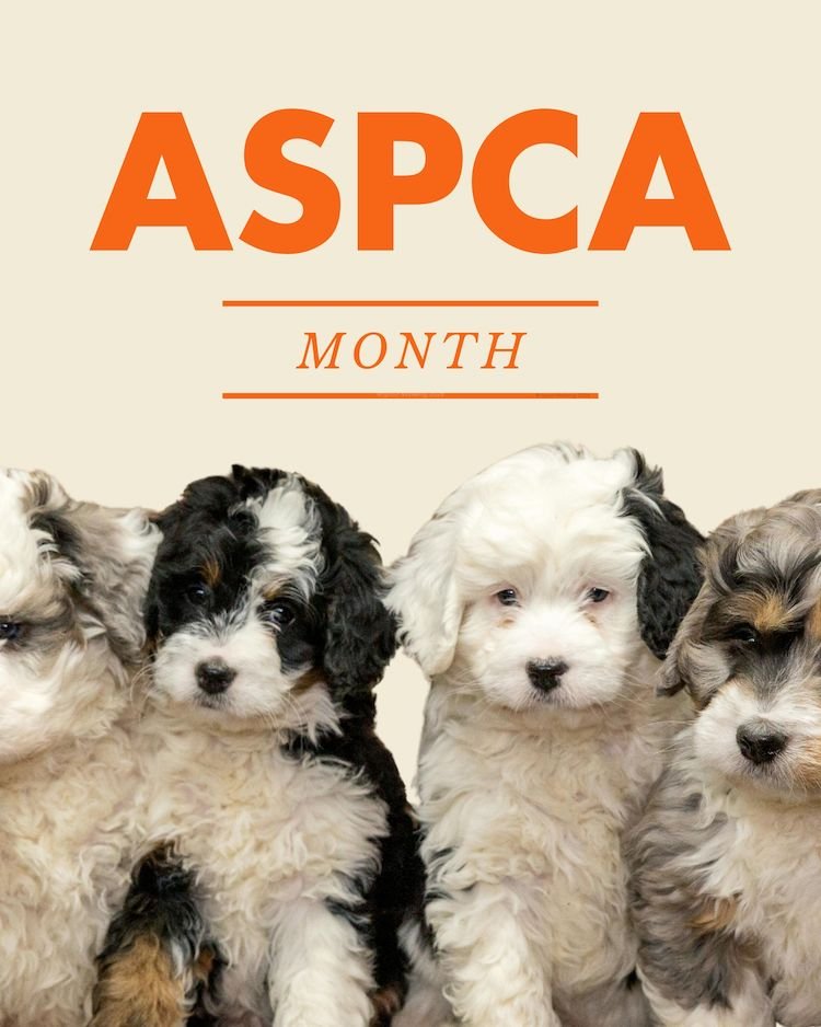 CAIG7332-April ASPCA Month Puppies.jpg