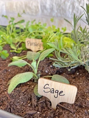 Stock+Photo+Garden+Herbs+Sage.webp