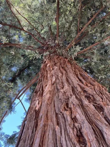 Stock+Photo+Redwood+Tree+(1).webp