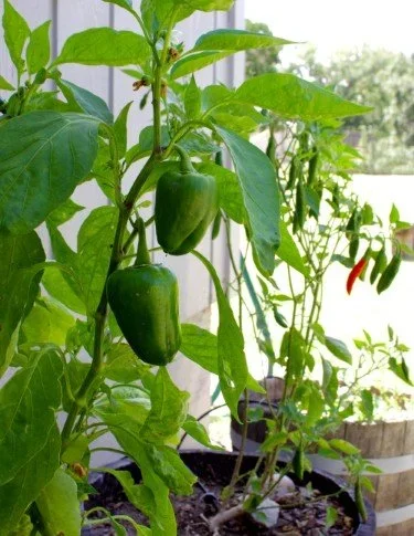 Stock+Photo+Garden+Peppers+Vertical.webp