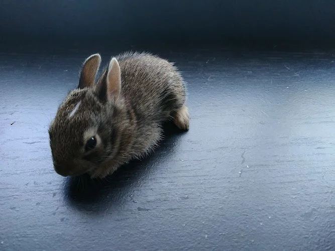 Stock Photo Baby Bunny.jpg