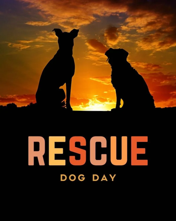 CAIG7512-May Rescue Dog Day.jpg