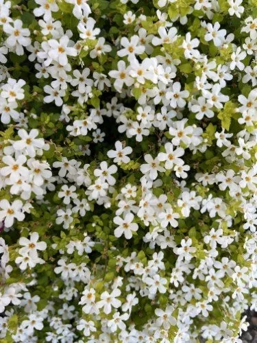 Stock+Photo+Mini+Blooms+Bacopa+(2).webp