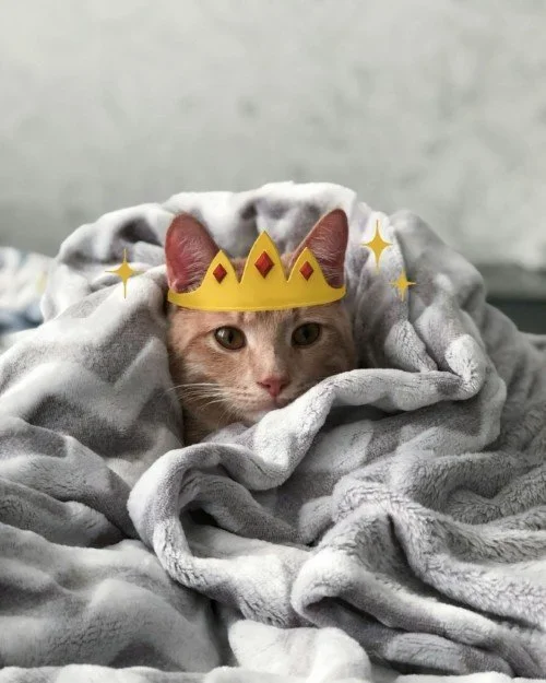 CAIG7137-Crowned+Cat.webp