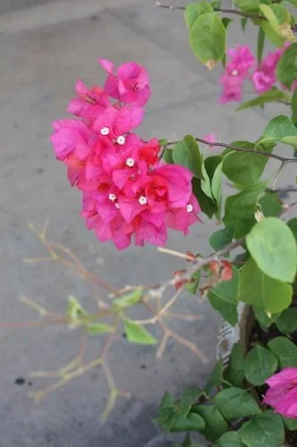 Stock+Photo+Bougainvillea+Flower.webp
