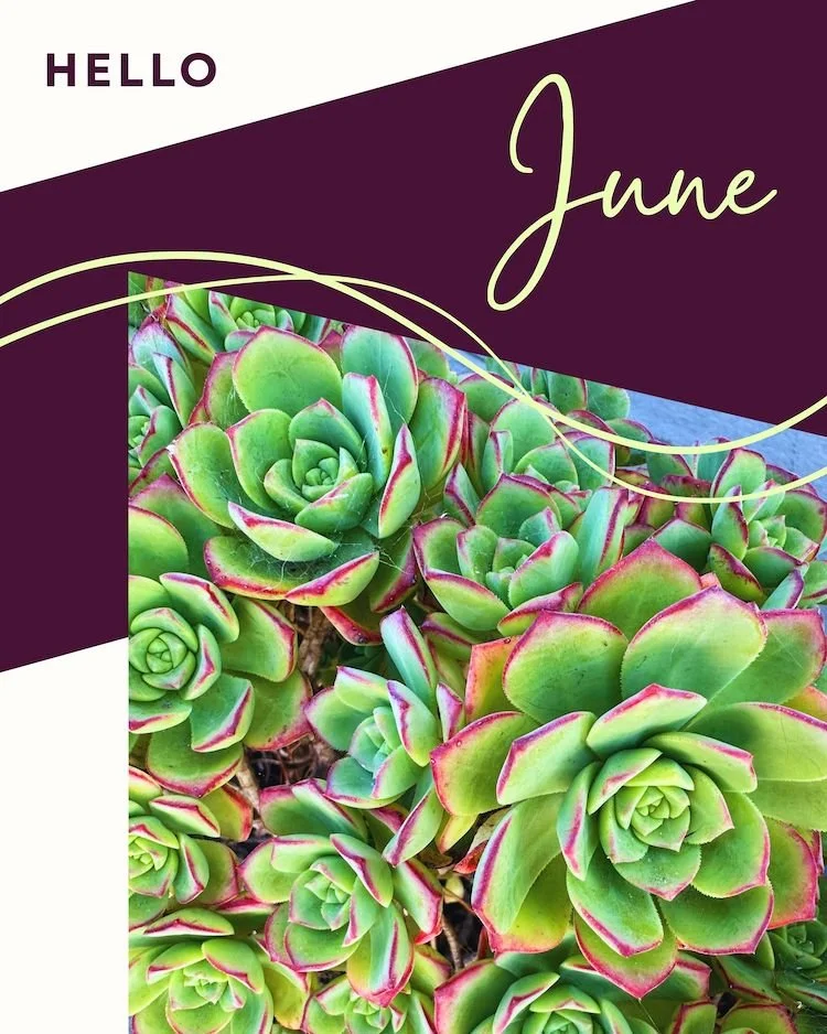 CAIG5338-Hello June Botanical.jpg