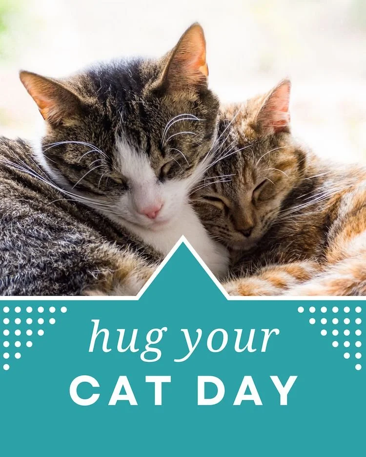 CAIG7729-June Hug Your Cat Day 2.jpg