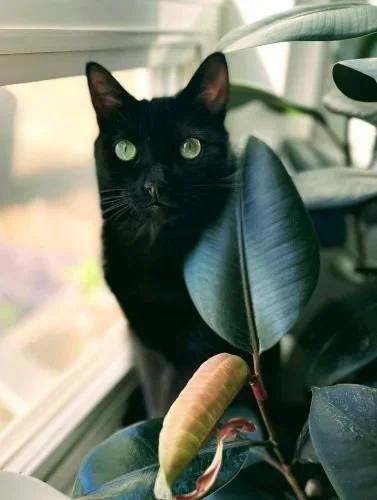Stock+Photo+Cat+Houseplant.webp