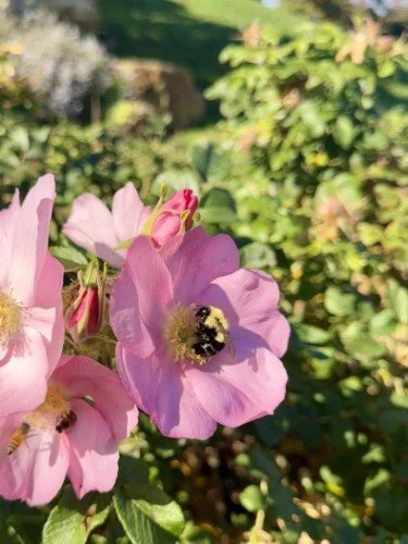 Stock+Photo+Honey+Bee+Petunias+(1).webp