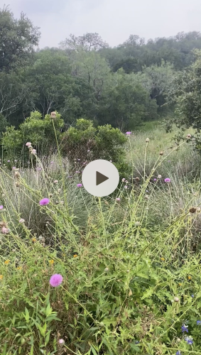 Stock+Video+Thistle+Blooms.webp