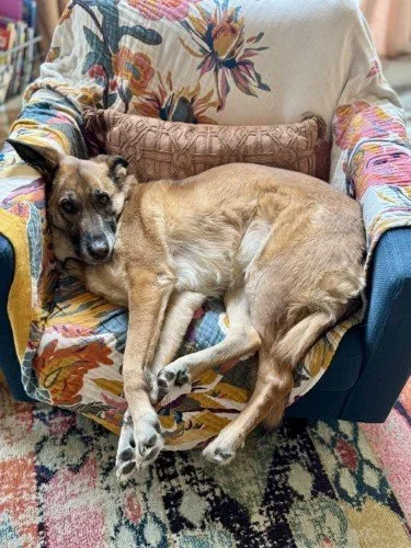 Stock+Photo+Lounge+Dog.webp