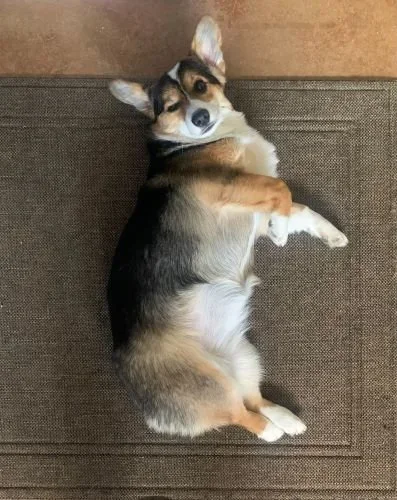 Stock+Photo+Dog+Rug.webp