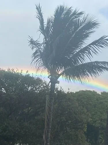 Stock+Photo+Hawaii+Palms+Rainbow+2.webp