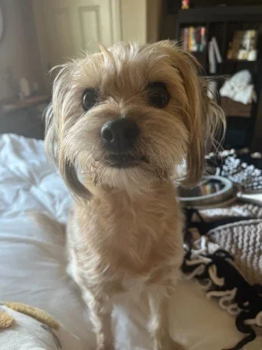Stock+Photo+Westie.webp